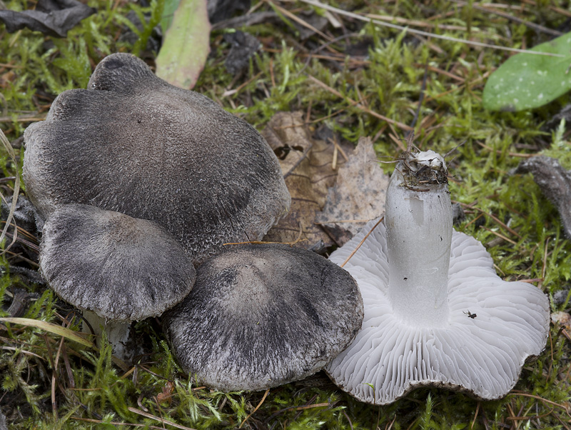 Tricholoma terreum